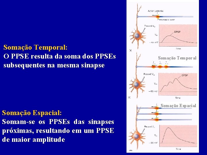 Somação Temporal: O PPSE resulta da soma dos PPSEs subsequentes na mesma sinapse Somação