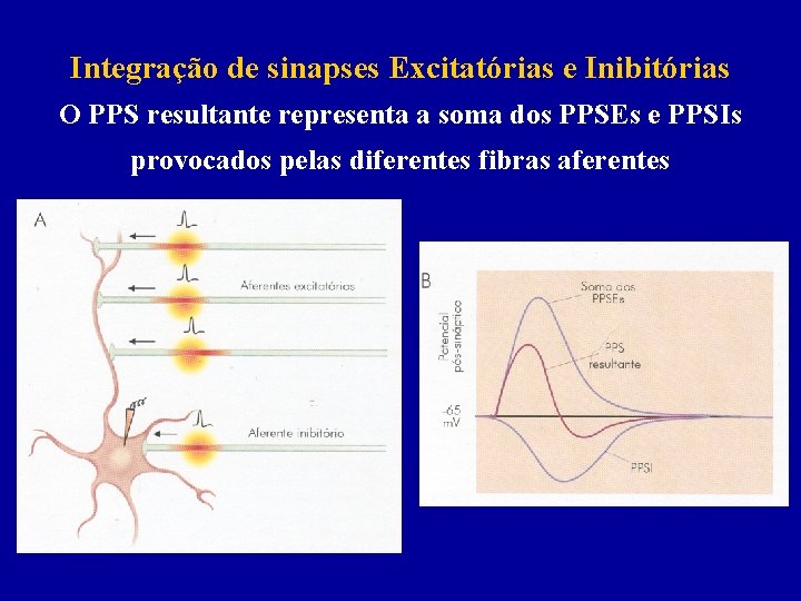 Integração de sinapses Excitatórias e Inibitórias O PPS resultante representa a soma dos PPSEs