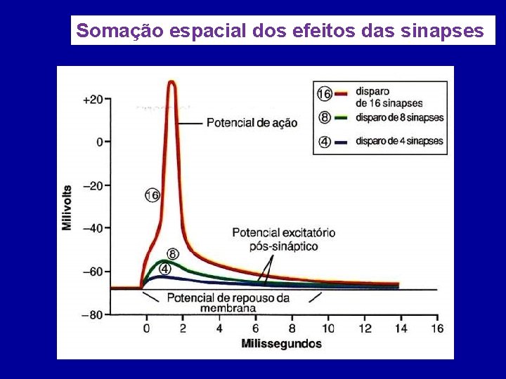 Somação espacial dos efeitos das sinapses 