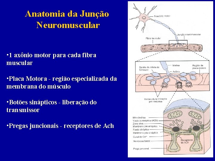 Anatomia da Junção Neuromuscular • 1 axônio motor para cada fibra muscular • Placa