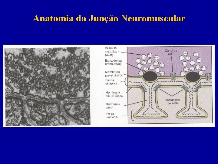 Anatomia da Junção Neuromuscular 