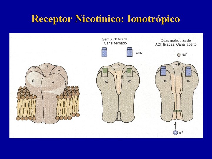 Receptor Nicotínico: Ionotrópico 