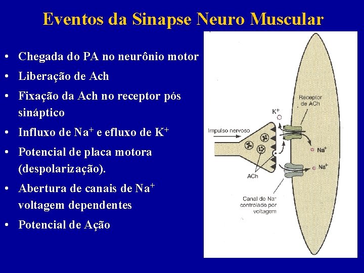 Eventos da Sinapse Neuro Muscular • Chegada do PA no neurônio motor • Liberação