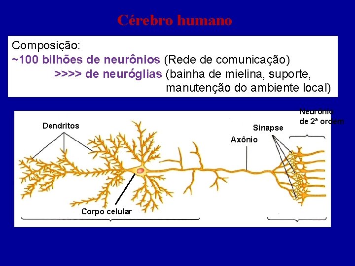 Cérebro humano Composição: ~100 bilhões de neurônios (Rede de comunicação) >>>> de neuróglias (bainha