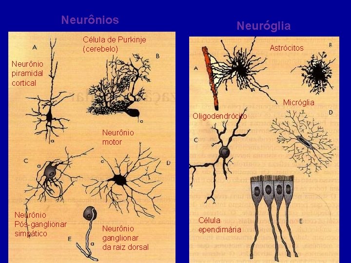 Neurônios Neuróglia Célula de Purkinje (cerebelo) Astrócitos Neurônio piramidal cortical Micróglia Oligodendrócito Neurônio motor