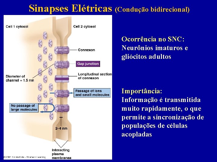 Sinapses Elétricas (Condução bidirecional) Ocorrência no SNC: Neurônios imaturos e gliócitos adultos Importância: Informação