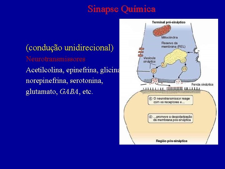 Sinapse Química (condução unidirecional) Neurotransmissores: Acetilcolina, epinefrina, glicina, norepinefrina, serotonina, glutamato, GABA, etc. 