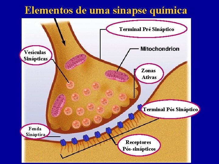 Elementos de uma sinapse química Terminal Pré Sináptico Vesículas Sinápticas Zonas Ativas Terminal Pós