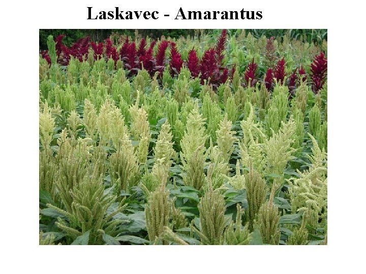 Laskavec - Amarantus 