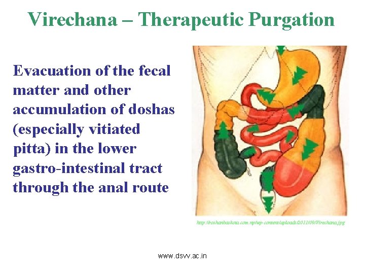 Virechana – Therapeutic Purgation Evacuation of the fecal matter and other accumulation of doshas