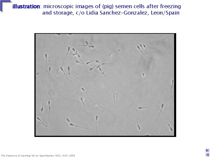 illustration: microscopic images of (pig) semen cells after freezing and storage, c/o Lidia Sanchez-Gonzalez,