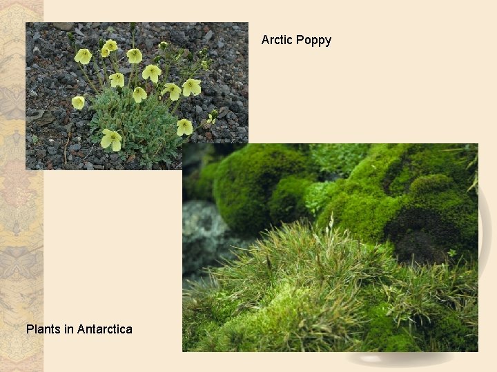 Arctic Poppy Plants in Antarctica 