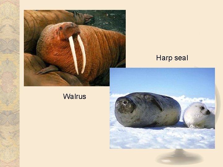 Harp seal Walrus  Harp seal Walrus