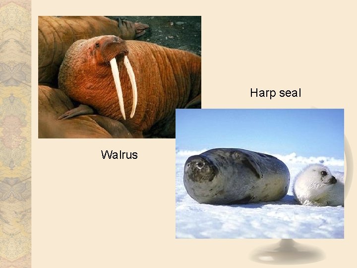 Harp seal Walrus 