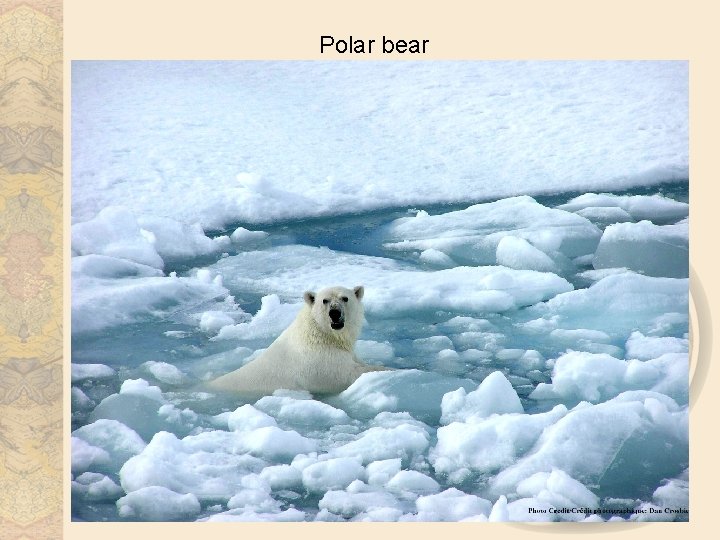 Polar bear 