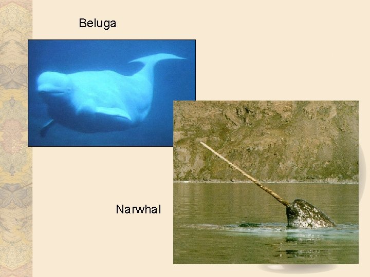 Beluga Narwhal 