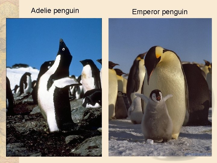 Adelie penguin Emperor penguin  Adelie penguin Emperor penguin
