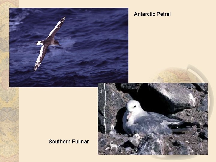 Antarctic Petrel Southern Fulmar 