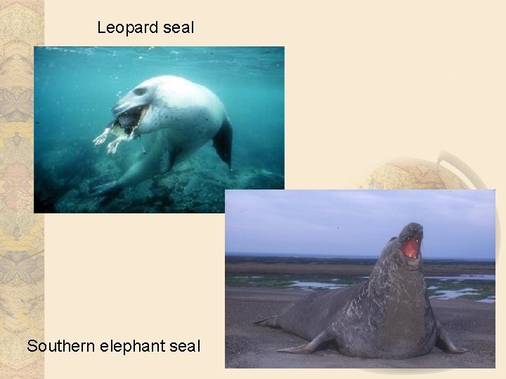 Leopard seal Southern elephant seal 