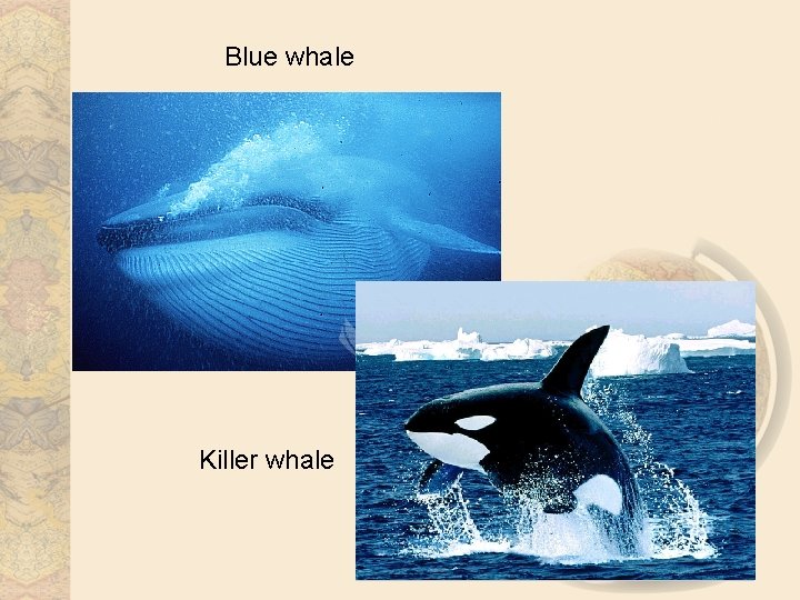 Blue whale Killer whale 