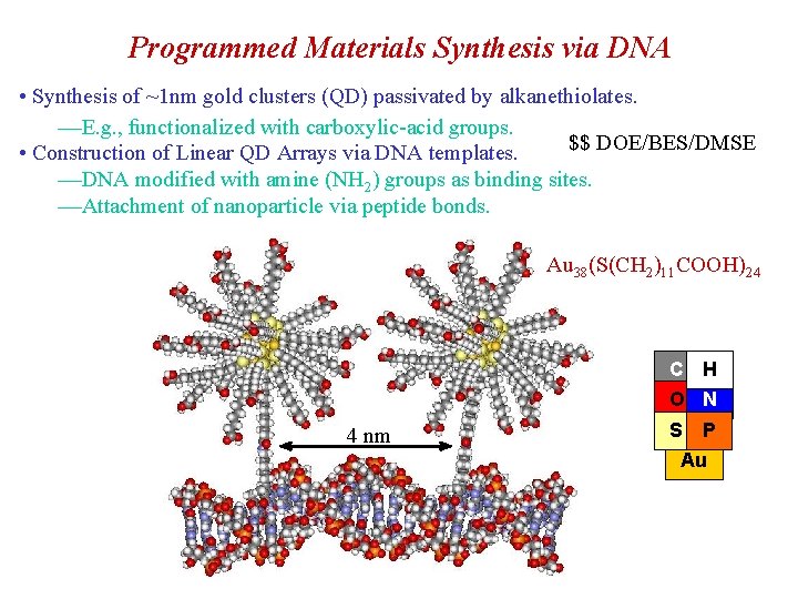 Programmed Materials Synthesis via DNA • Synthesis of ~1 nm gold clusters (QD) passivated
