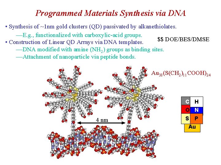 Programmed Materials Synthesis via DNA • Synthesis of ~1 nm gold clusters (QD) passivated