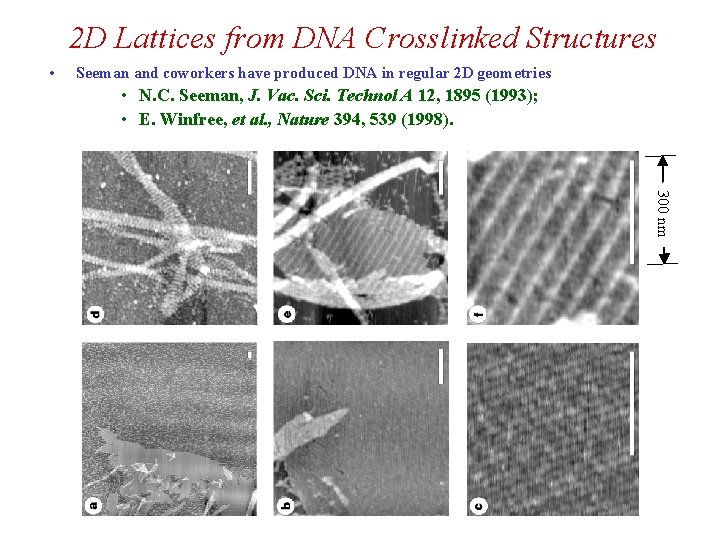 2 D Lattices from DNA Crosslinked Structures • Seeman and coworkers have produced DNA