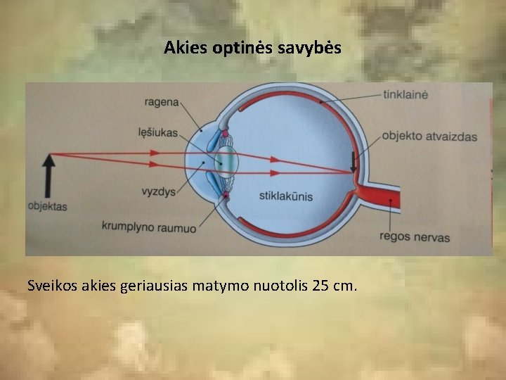 Akies optinės savybės Sveikos akies geriausias matymo nuotolis 25 cm. 