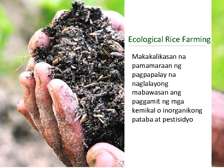 Ecological Rice Farming Makakalikasan na pamamaraan ng pagpapalay na naglalayong mabawasan ang paggamit ng