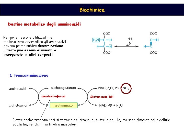 Biochimica Destino metabolico degli amminoacidi Per poter essere utilizzati nel metabolismo energetico gli aminoacidi