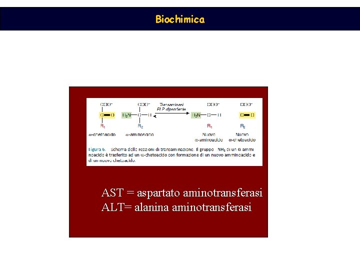 Biochimica AST = aspartato aminotransferasi ALT= alanina aminotransferasi 