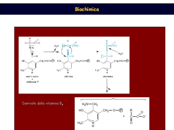 Biochimica Derivato della vitamina B 6 