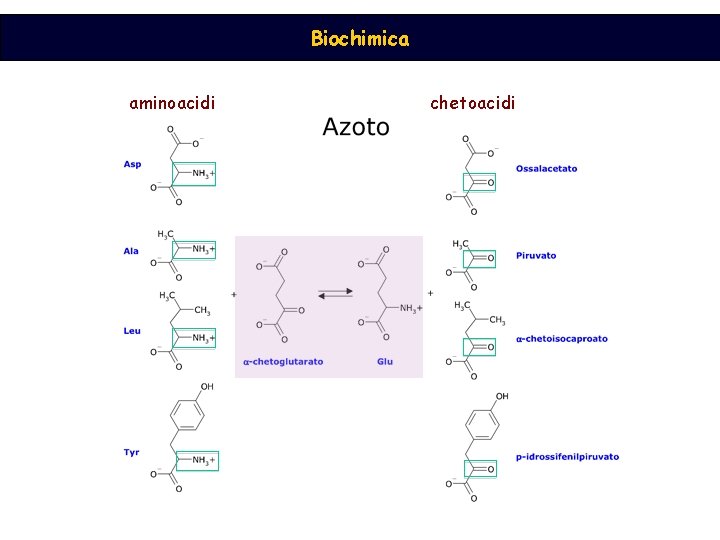 Biochimica aminoacidi chetoacidi 