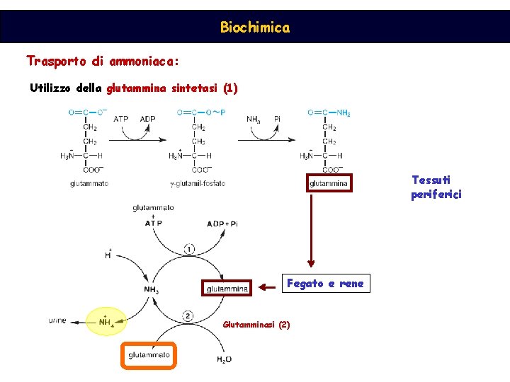 Biochimica Trasporto di ammoniaca: Utilizzo della glutammina sintetasi (1) Tessuti periferici Fegato e rene