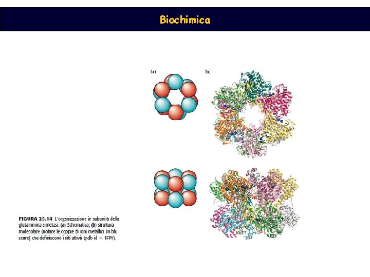 Biochimica 