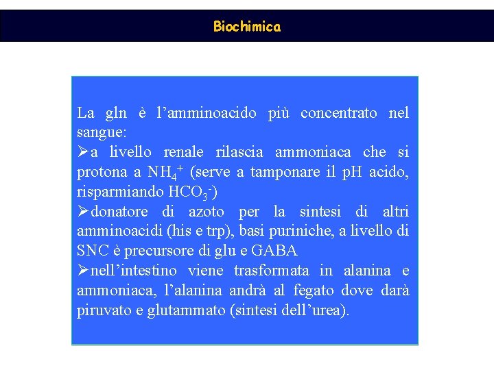 Biochimica La gln è l’amminoacido più concentrato nel sangue: Øa livello renale rilascia ammoniaca