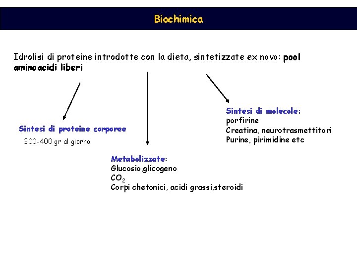 Biochimica Idrolisi di proteine introdotte con la dieta, sintetizzate ex novo: pool aminoacidi liberi