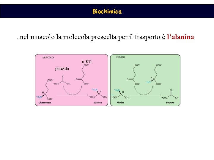 Biochimica . . nel muscolo la molecola prescelta per il trasporto è l’alanina α-KG