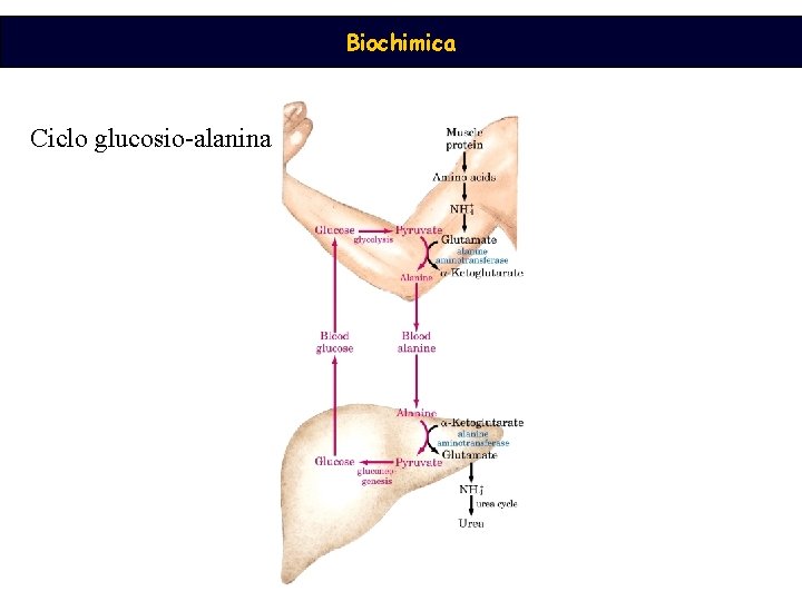 Biochimica Ciclo glucosio-alanina 