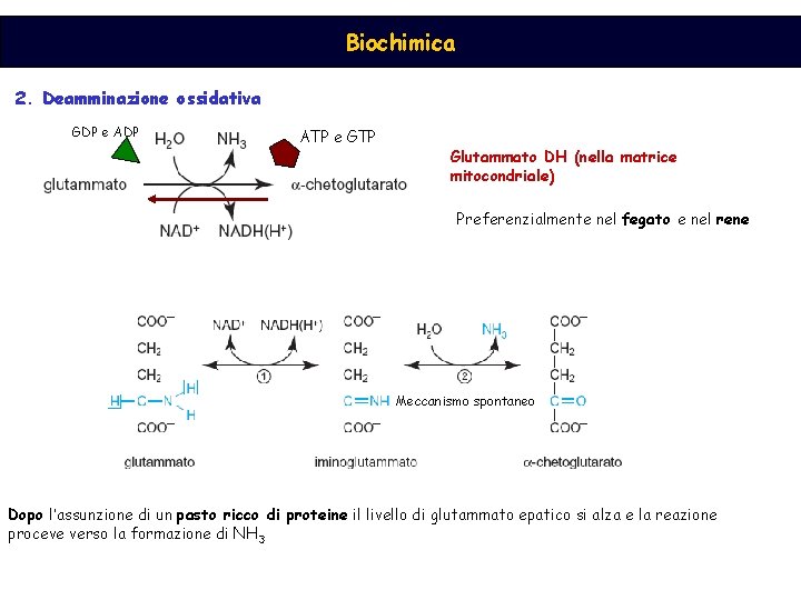 Biochimica 2. Deamminazione ossidativa GDP e ADP ATP e GTP Glutammato DH (nella matrice