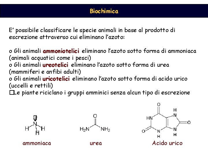 Biochimica E’ possibile classificare le specie animali in base al prodotto di escrezione attraverso