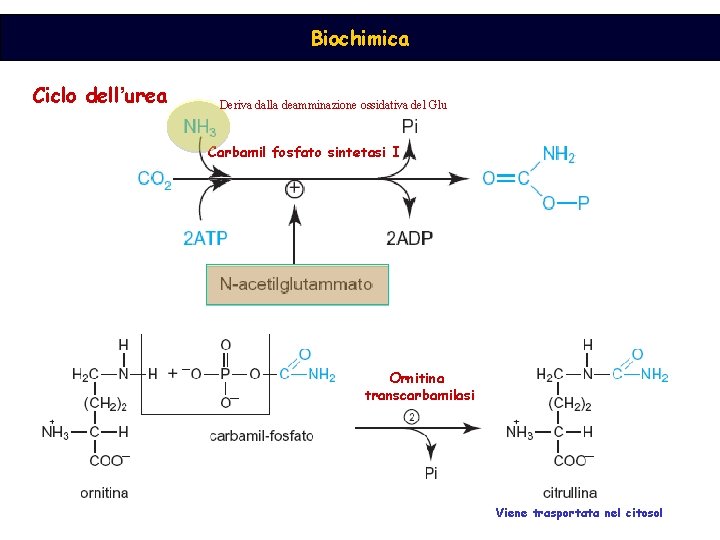 Biochimica Ciclo dell’urea Deriva dalla deamminazione ossidativa del Glu Carbamil fosfato sintetasi I Ornitina