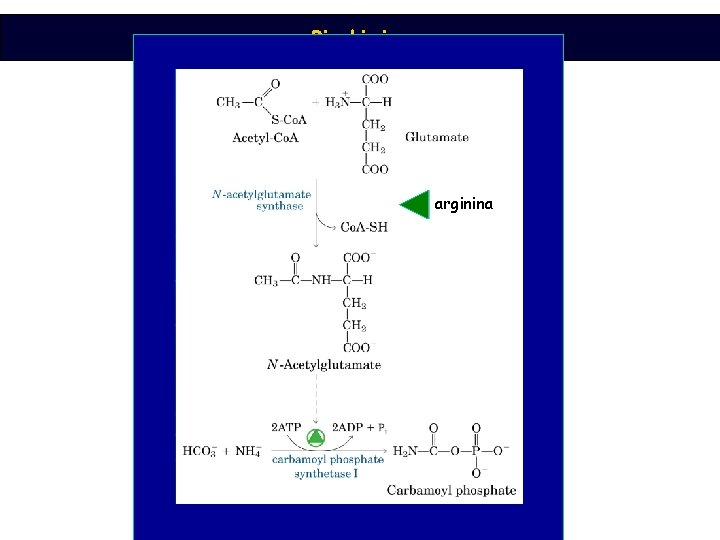 Biochimica arginina 