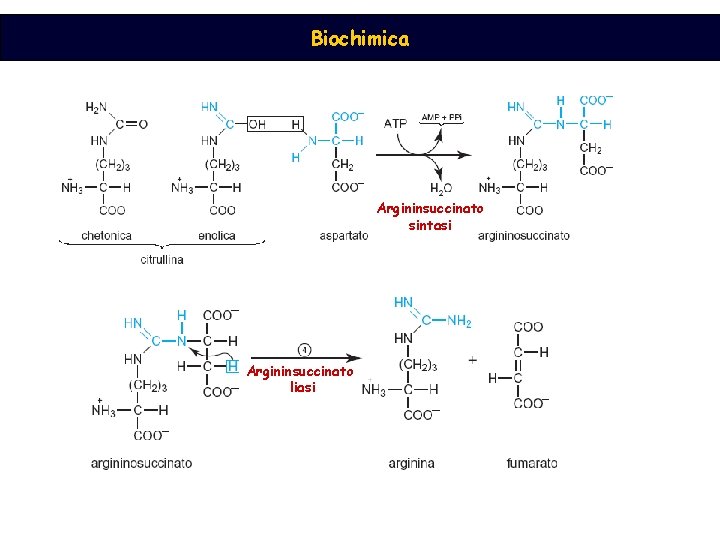 Biochimica Argininsuccinato sintasi Argininsuccinato liasi 