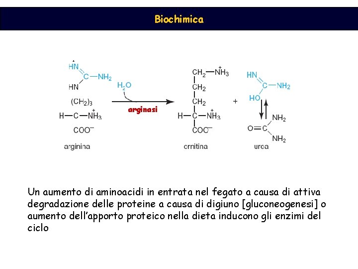 Biochimica arginasi Un aumento di aminoacidi in entrata nel fegato a causa di attiva