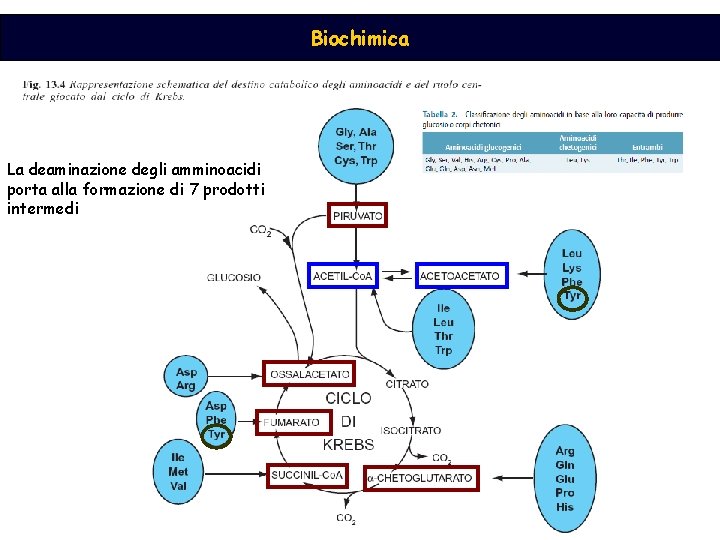 Biochimica La deaminazione degli amminoacidi porta alla formazione di 7 prodotti intermedi 