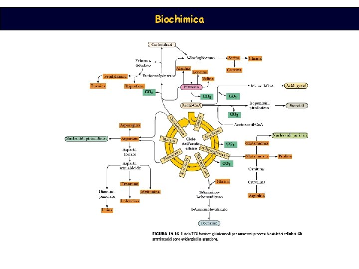 Biochimica 