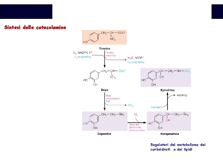 Biochimica Sintesi delle catecolamine Regolatori del metabolismo dei carboidrati e dei lipidi 