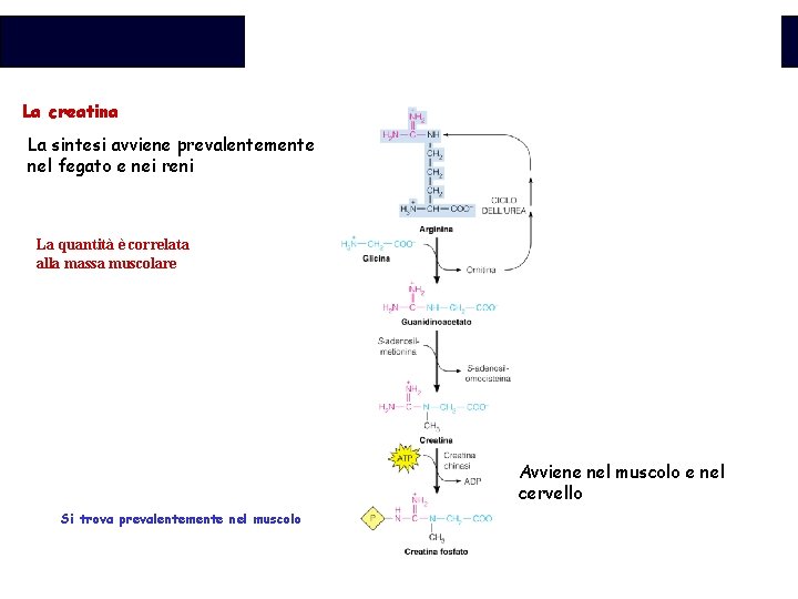 Biochimica La creatina La sintesi avviene prevalentemente nel fegato e nei reni La quantità