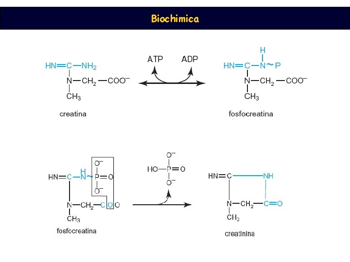 Biochimica 